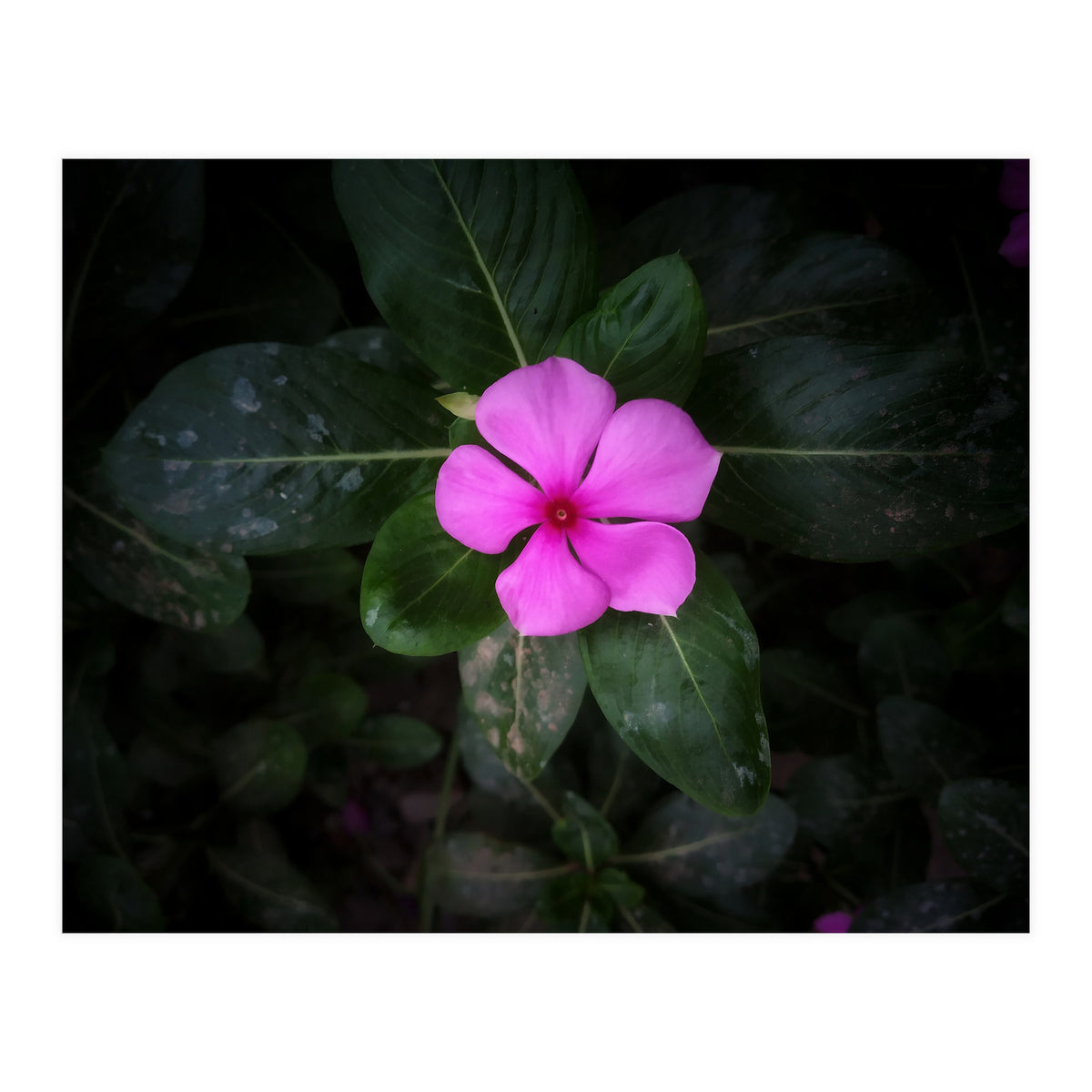 Floral vibes (Print Only)