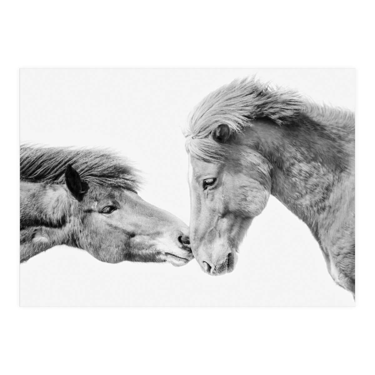 Horse Love in Iceland (Print Only)