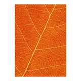 Autumn Leaf (Print Only) thumbnail