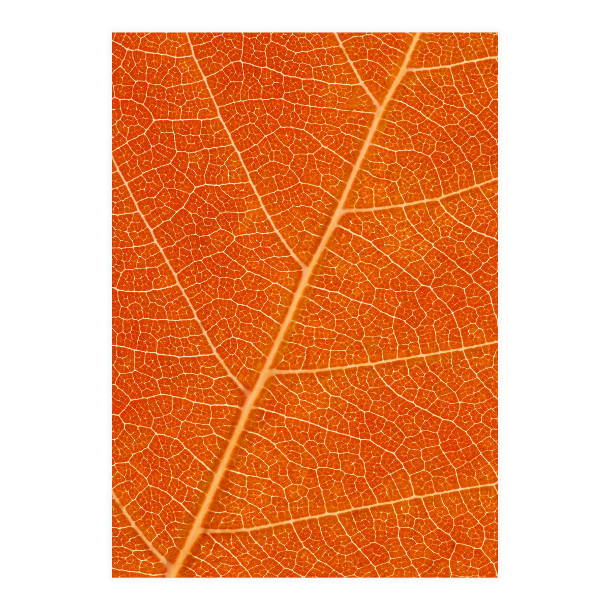 Autumn Leaf (Print Only)