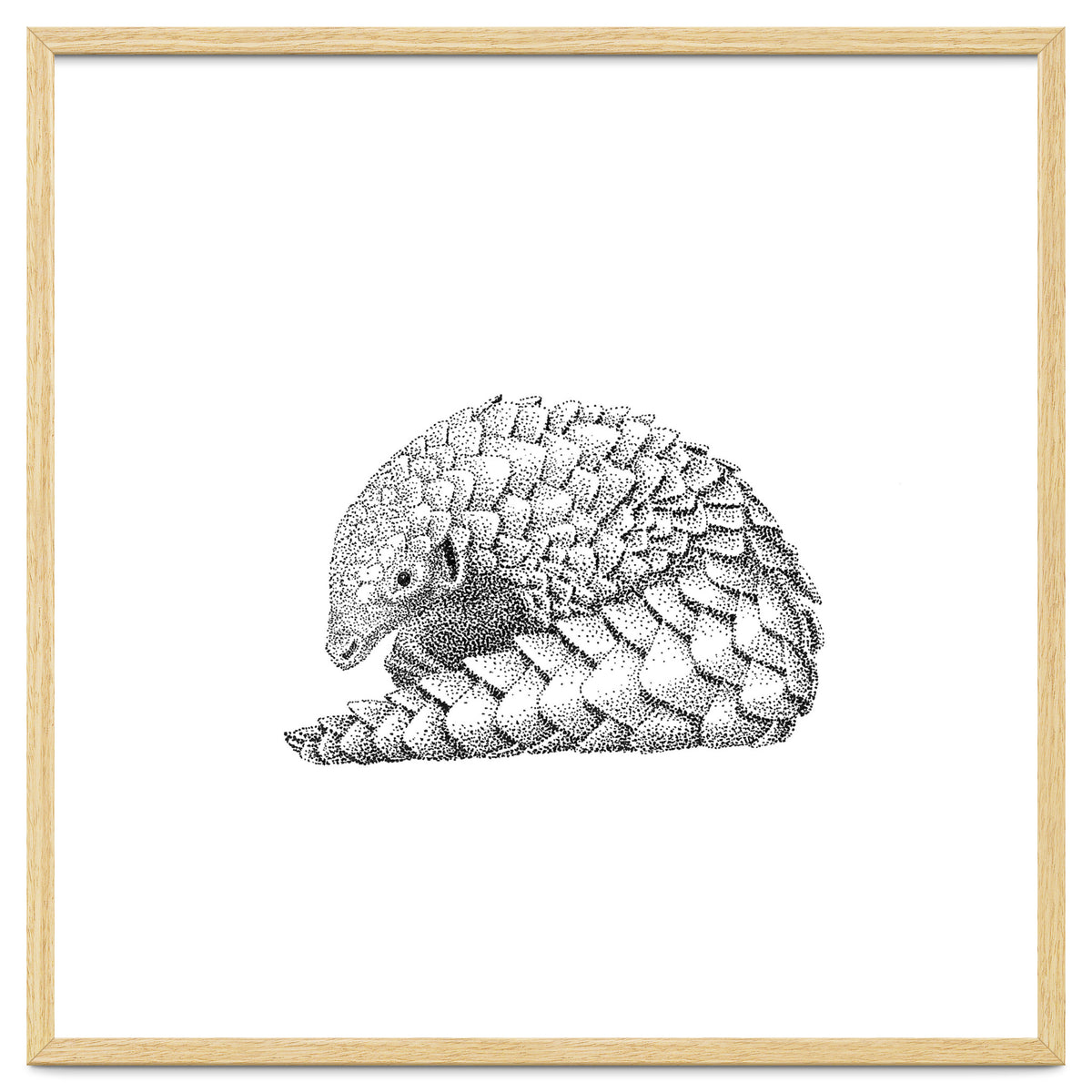 Pangolin