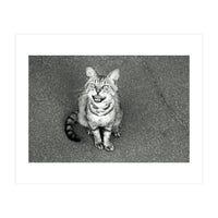 Cat (Print Only)