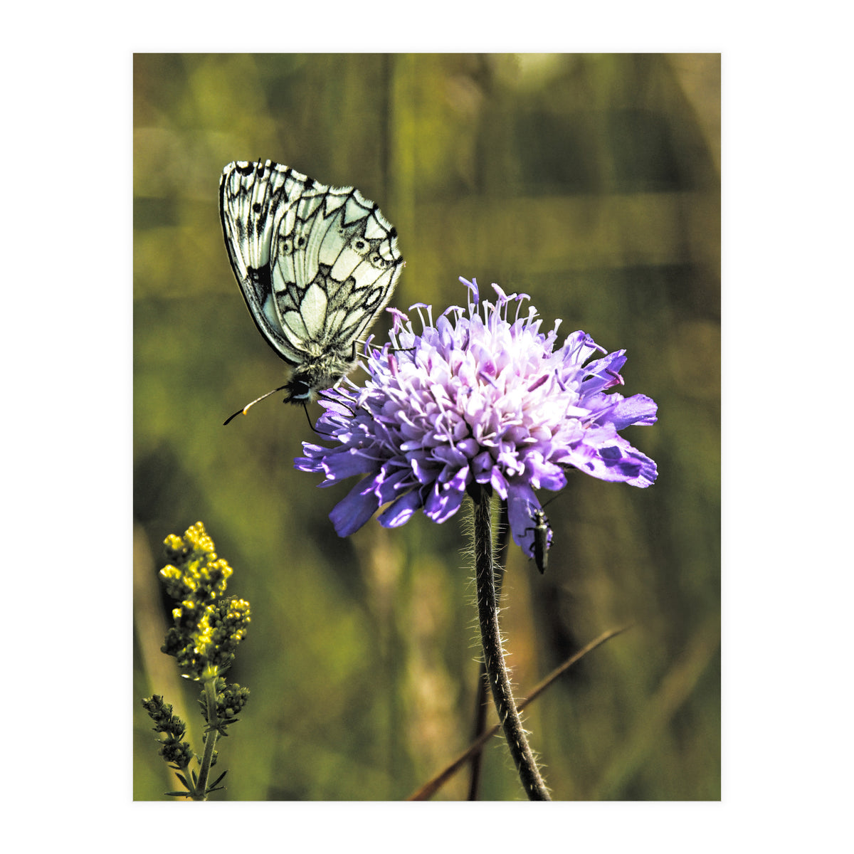 Marble white (Print Only)