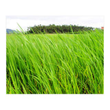 In the Tall Grass (Print Only) thumbnail