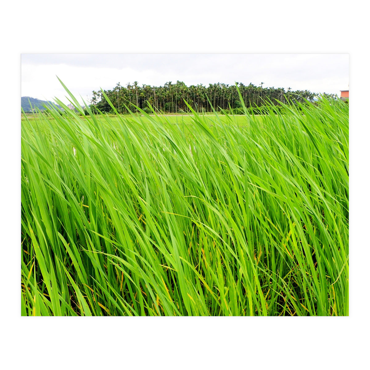 In the Tall Grass (Print Only)