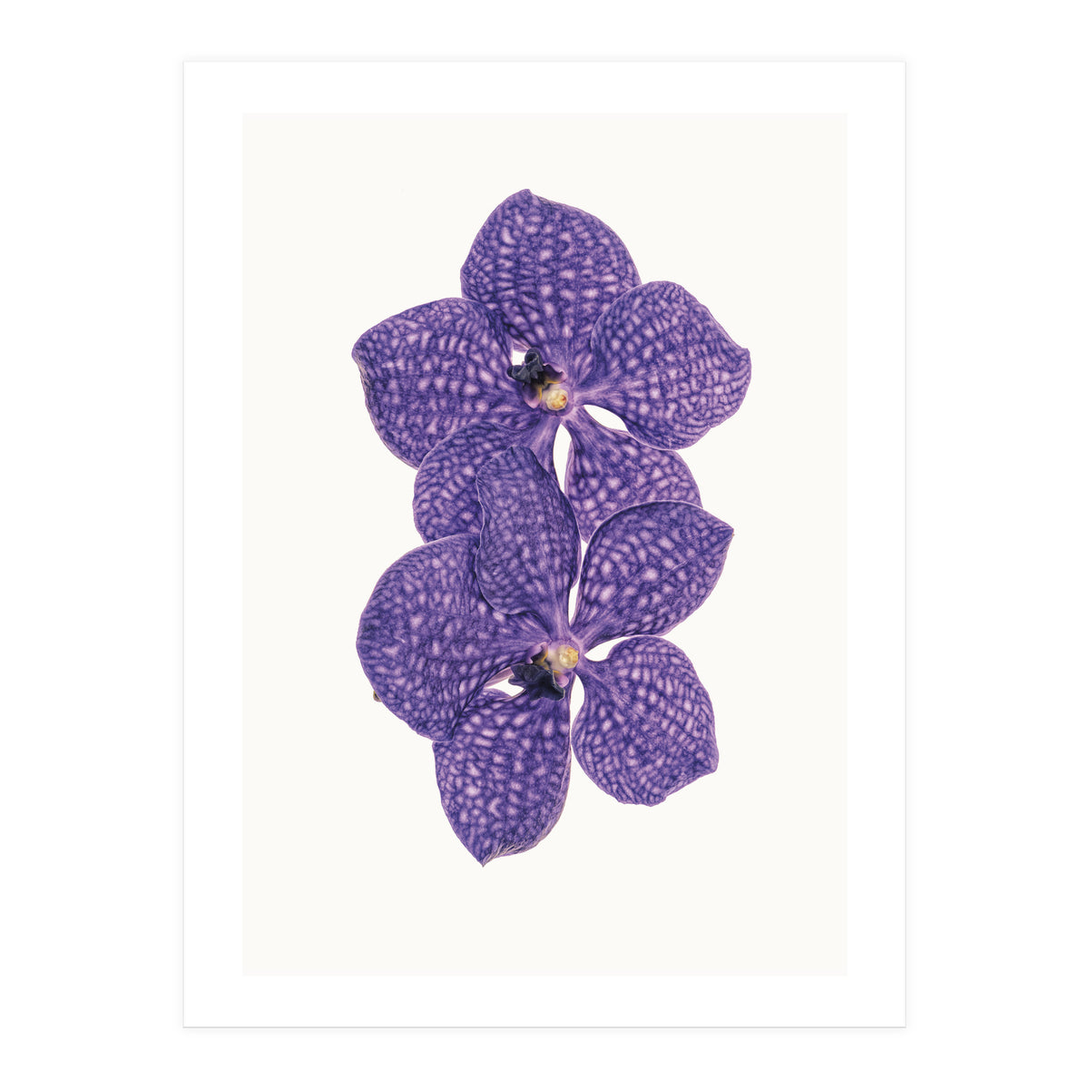 Cc Flower 06 (Print Only)