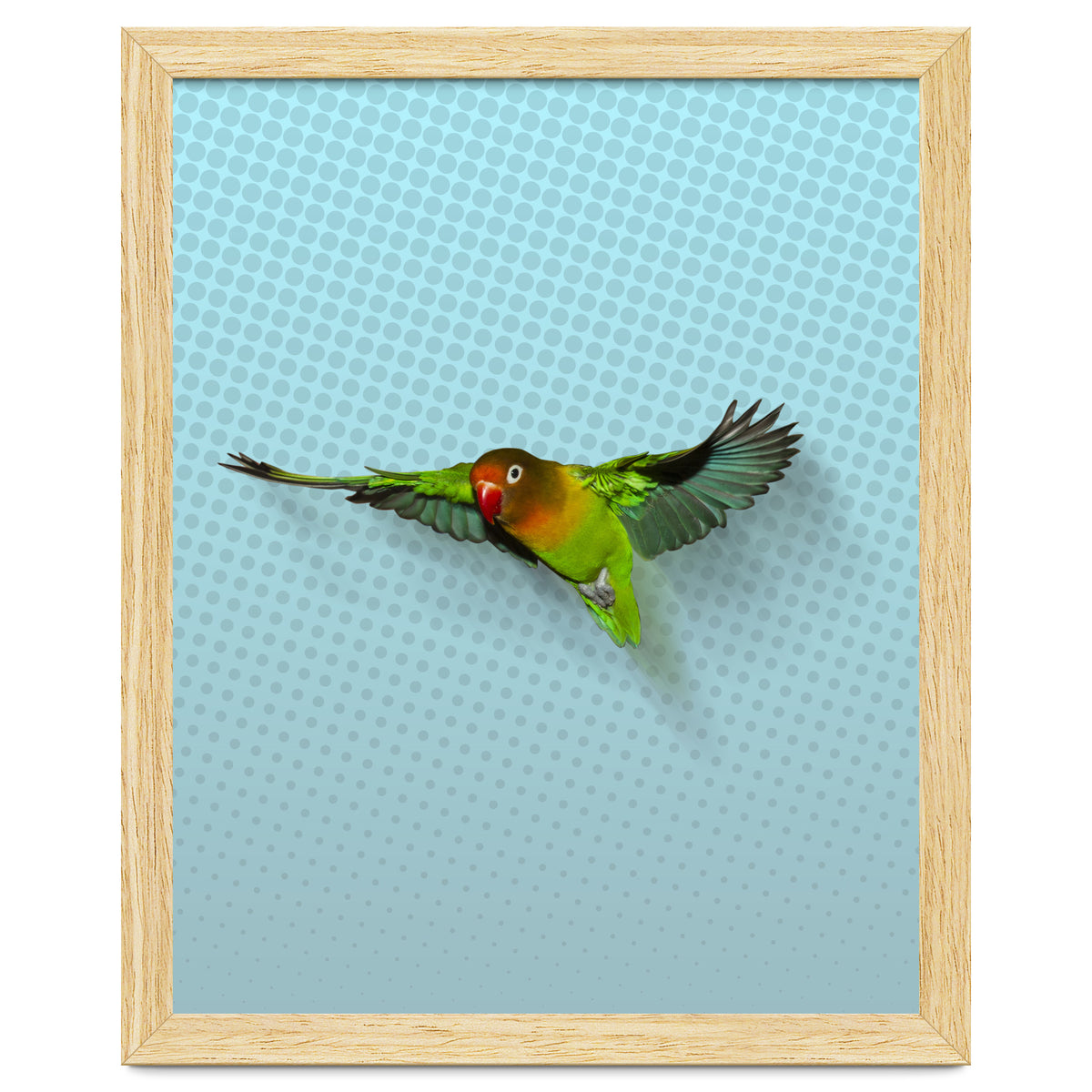 Flying lovebird