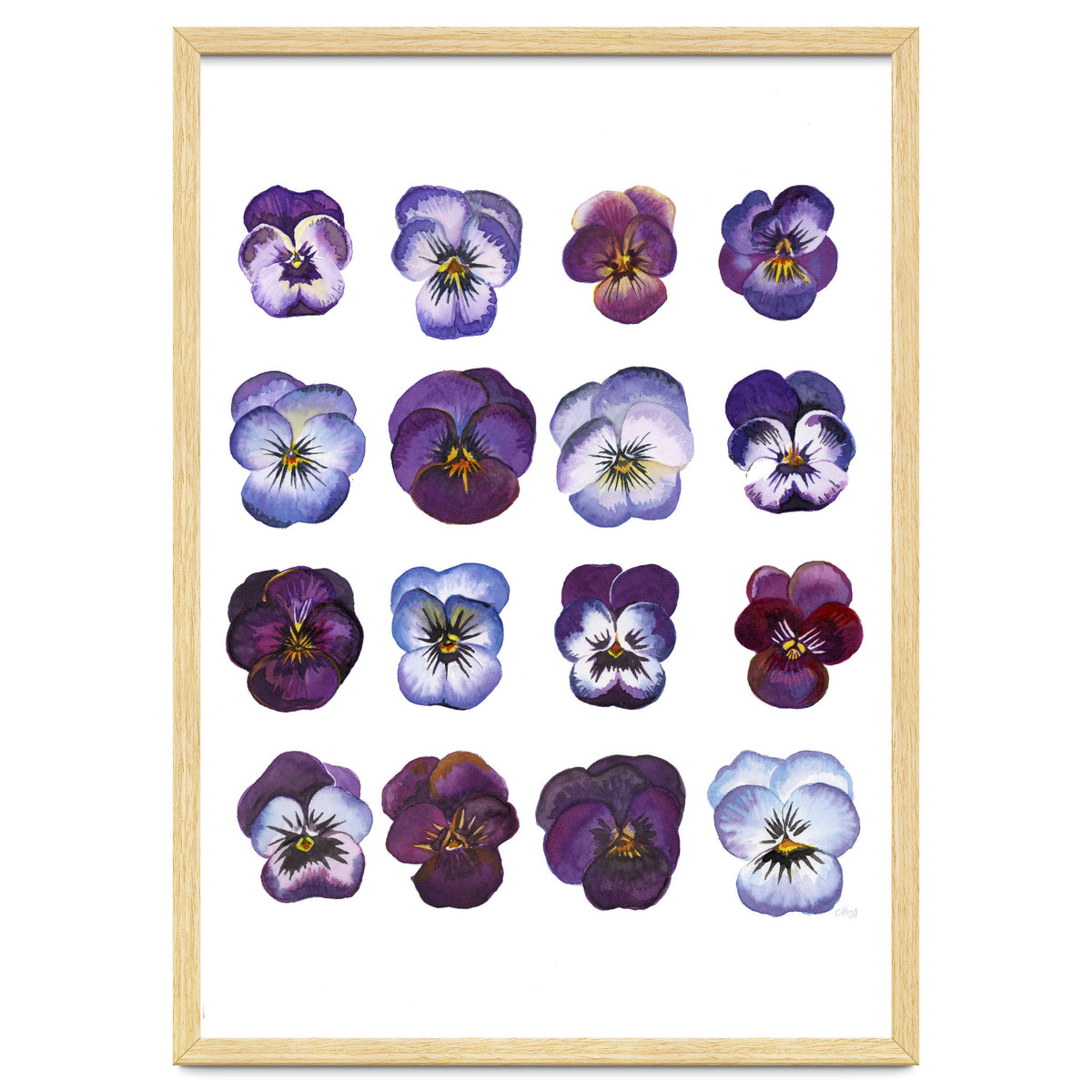 A Watercolour Study Of Violas