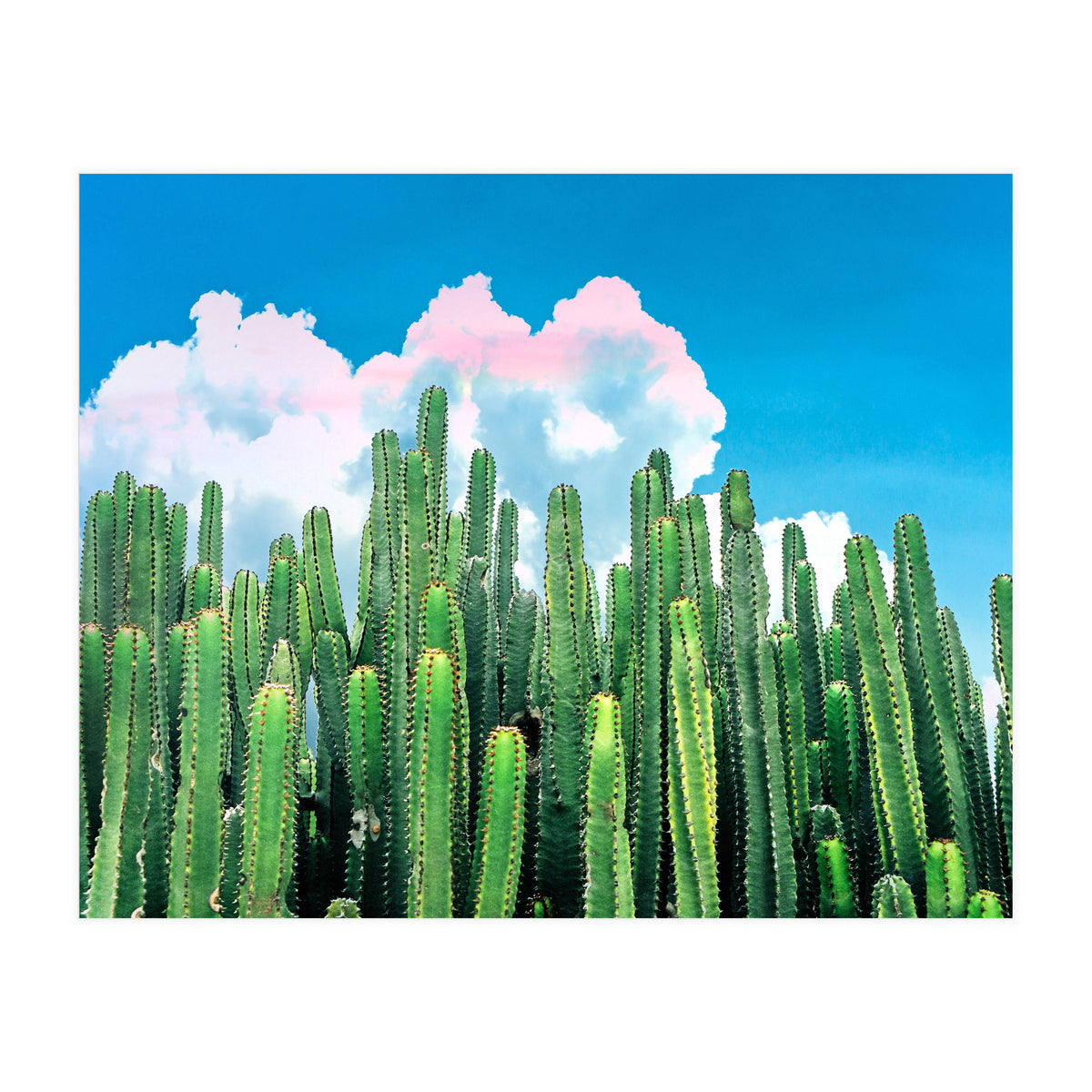 Cactus Summer (Print Only)