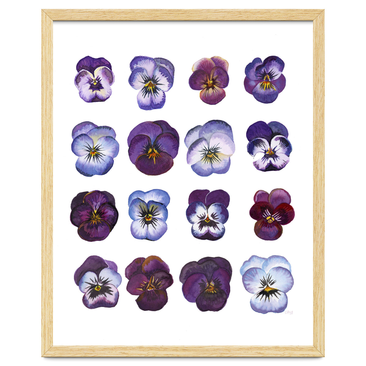 A Watercolour Study Of Violas