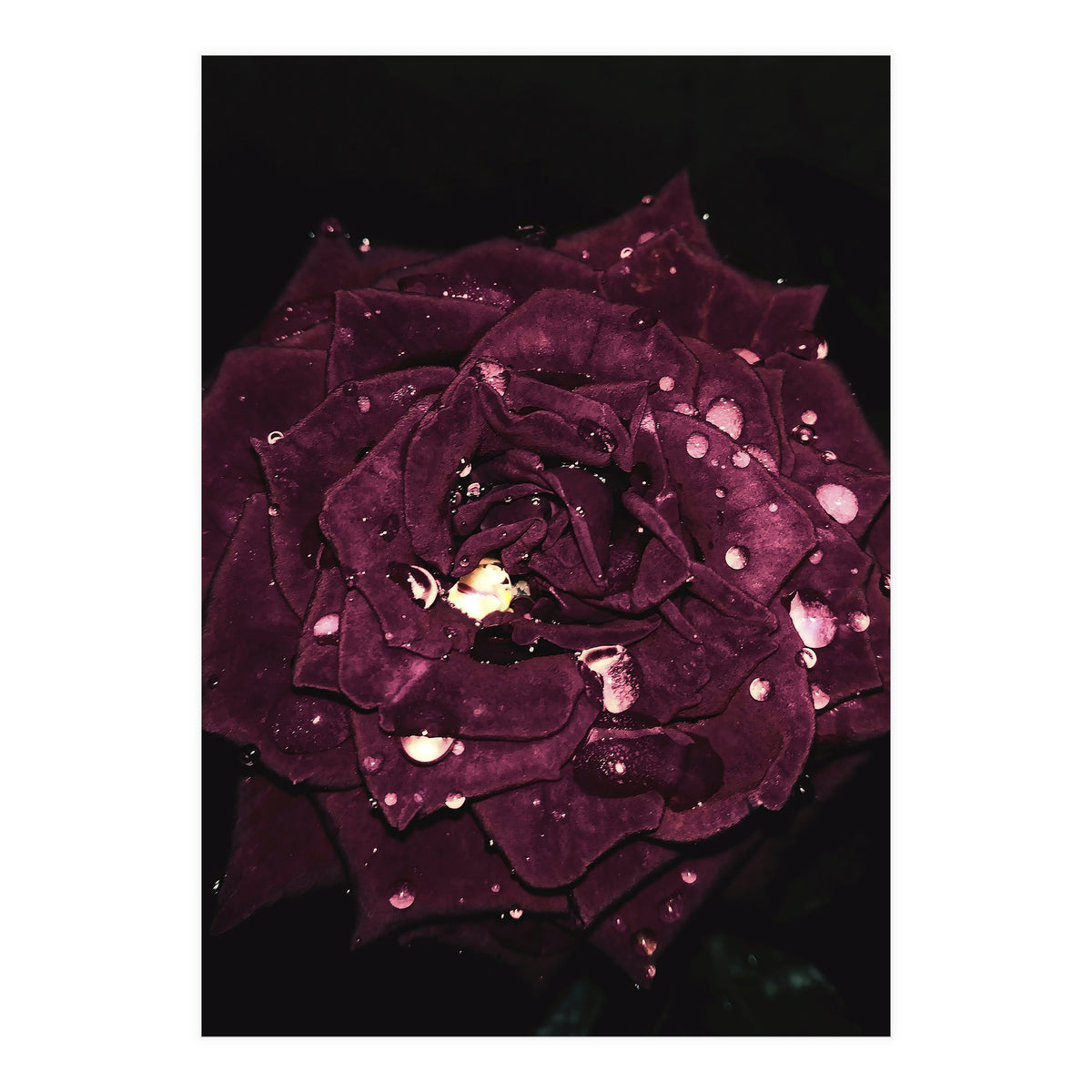 Shining Red Rose (Print Only)