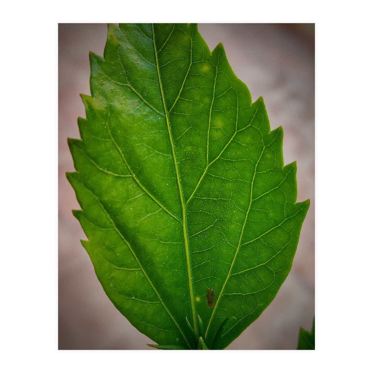 Hibiscus Plant Petal (Print Only)