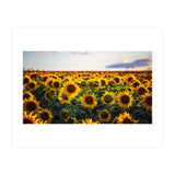 Summer Sunflowers (Print Only) thumbnail