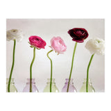 Ranunkulus (Print Only) thumbnail