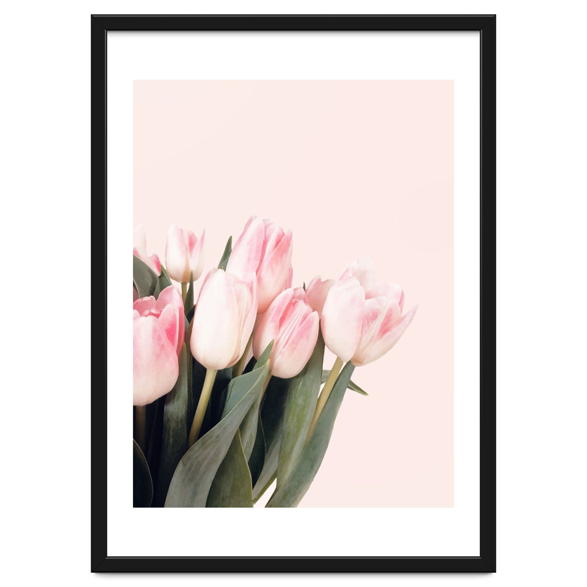 Pink Tulips