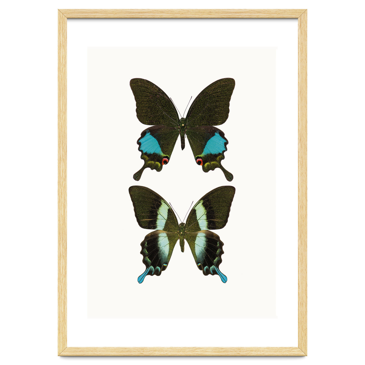 Cc Butterflies 02