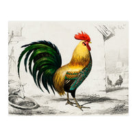 Cock illustrated (Print Only)