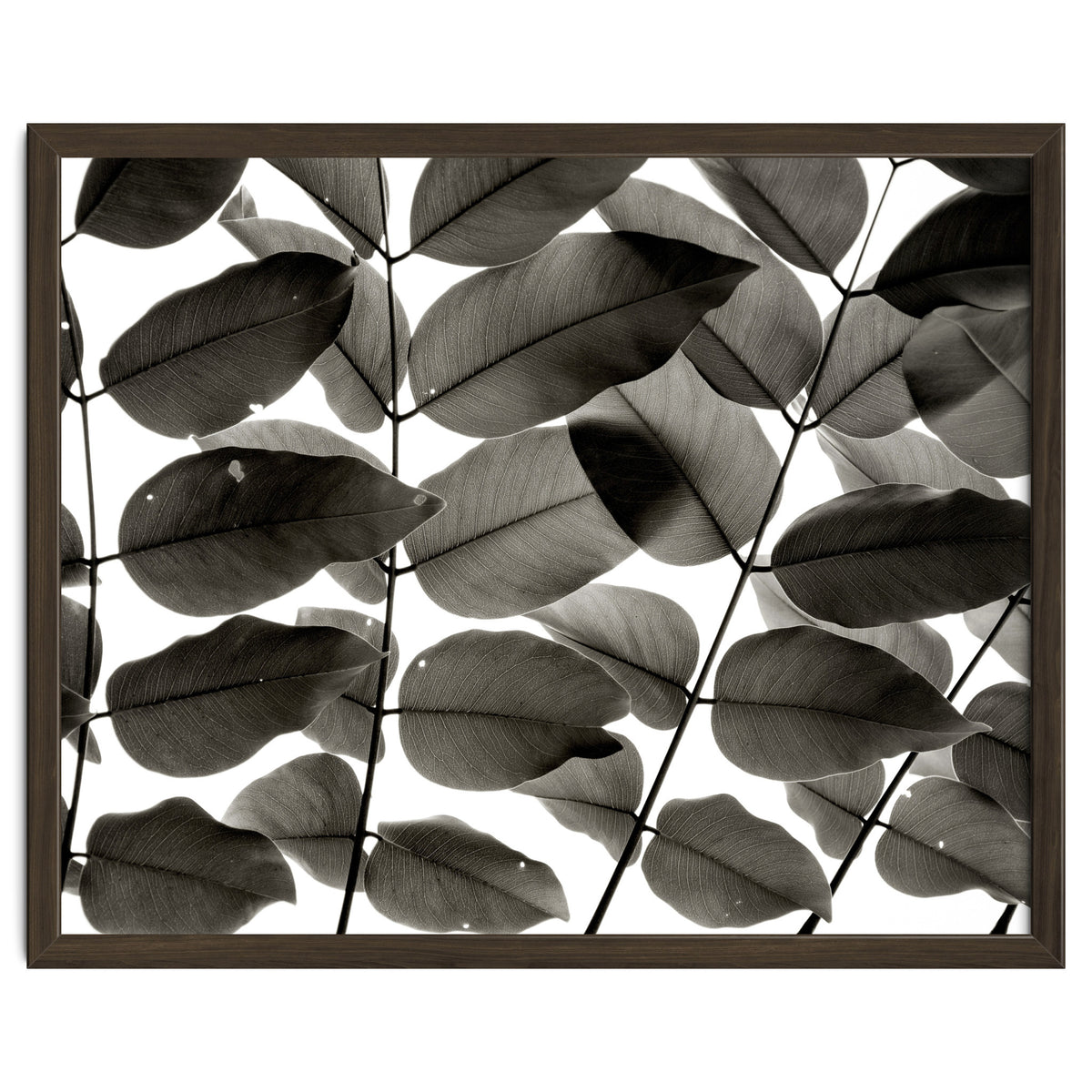 Branches and Leaves I