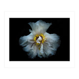 Backyard Flowers 49 Color Version (Print Only) thumbnail