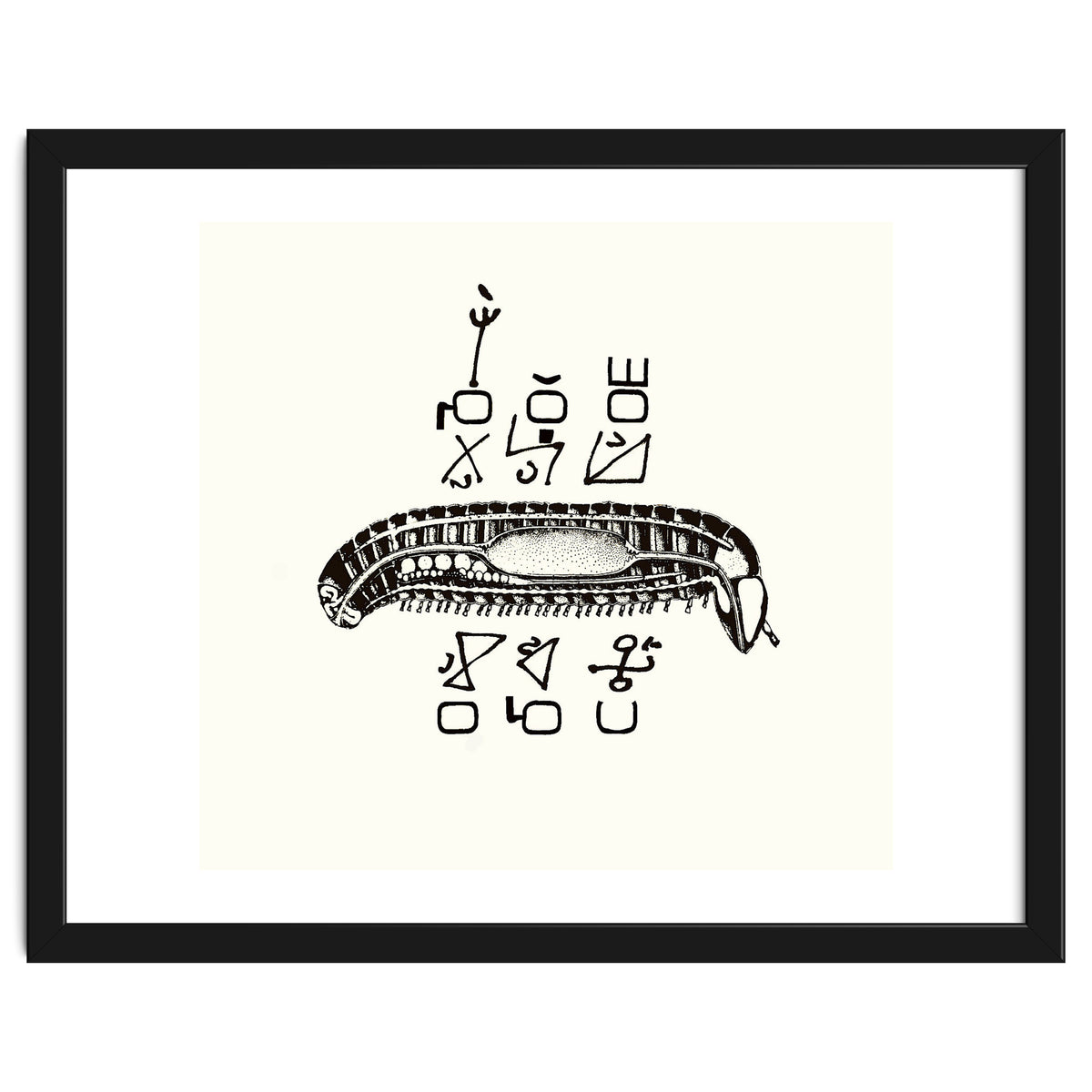 Diplopod David Felix