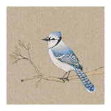 Blue jay (Print Only) thumbnail