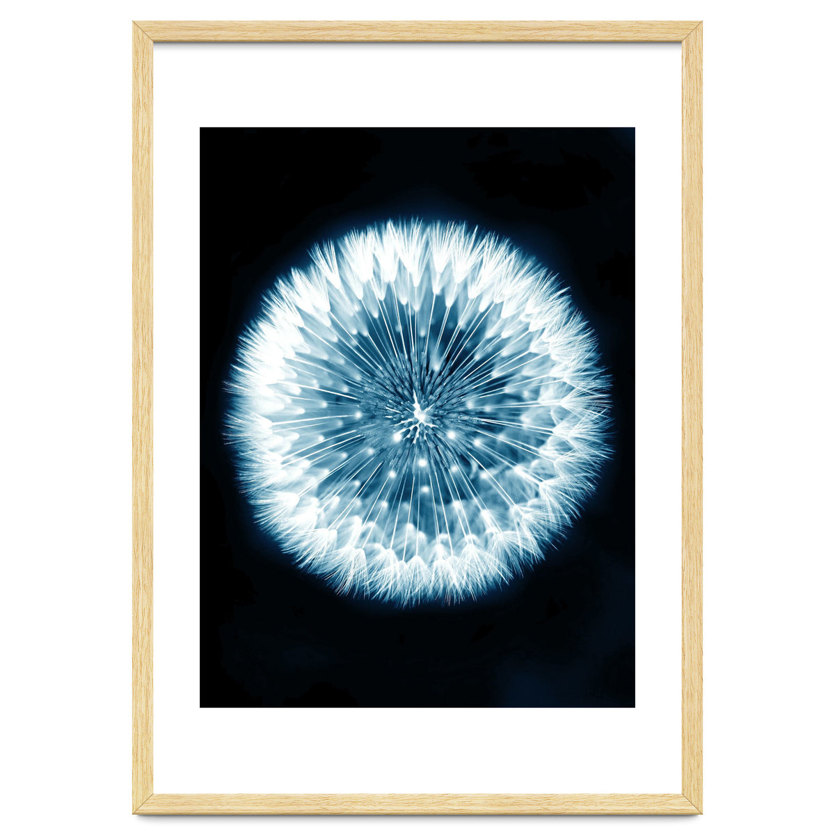 Taraxacum Officinale