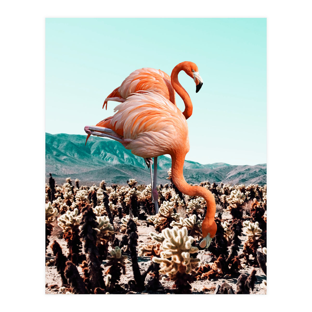 Flamingos In The Desert (Print Only)