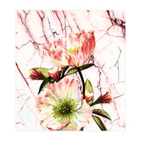 Flowering on pink marble (Print Only)