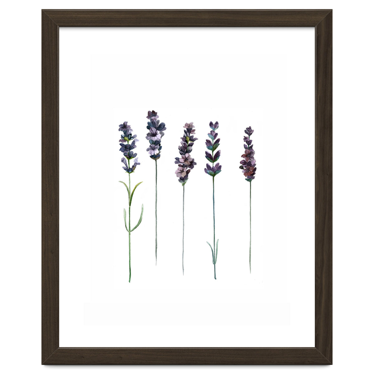 Botanical Illustration Lavender