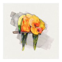 Two cuddling sun conures (Print Only)