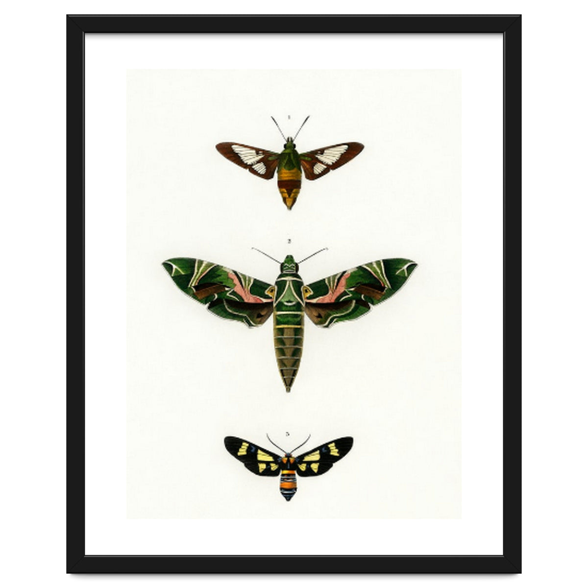 Different types of moths illustrated