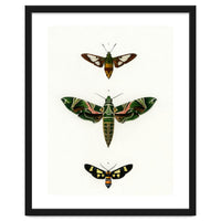 Different types of moths illustrated