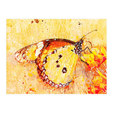Butterfly On Aclepias (Print Only) thumbnail