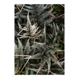 Fern Art (Print Only) thumbnail