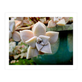 Succulent Love (Print Only) thumbnail