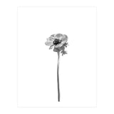 Anemone coronaria | bright design (Print Only) thumbnail