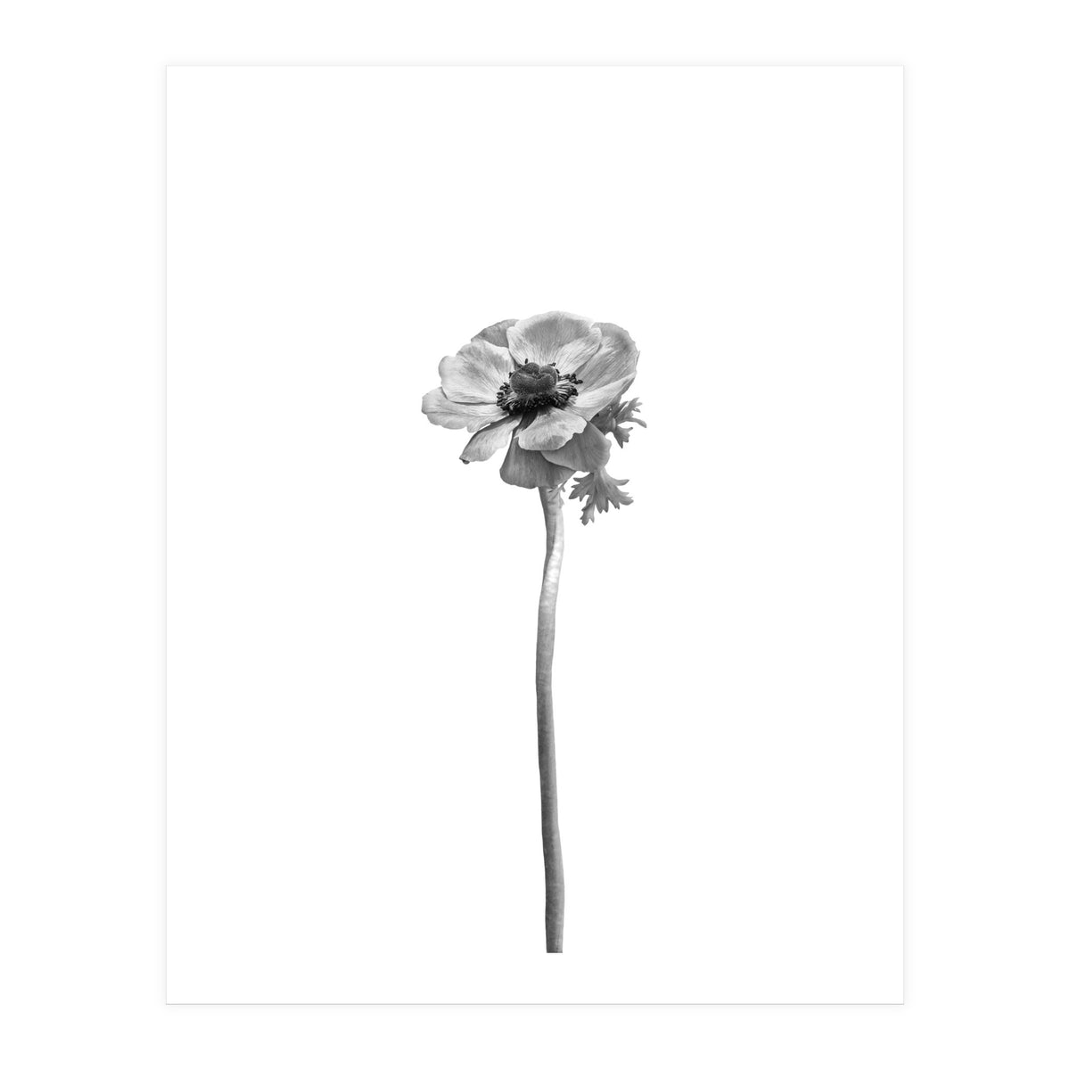 Anemone coronaria | bright design (Print Only)