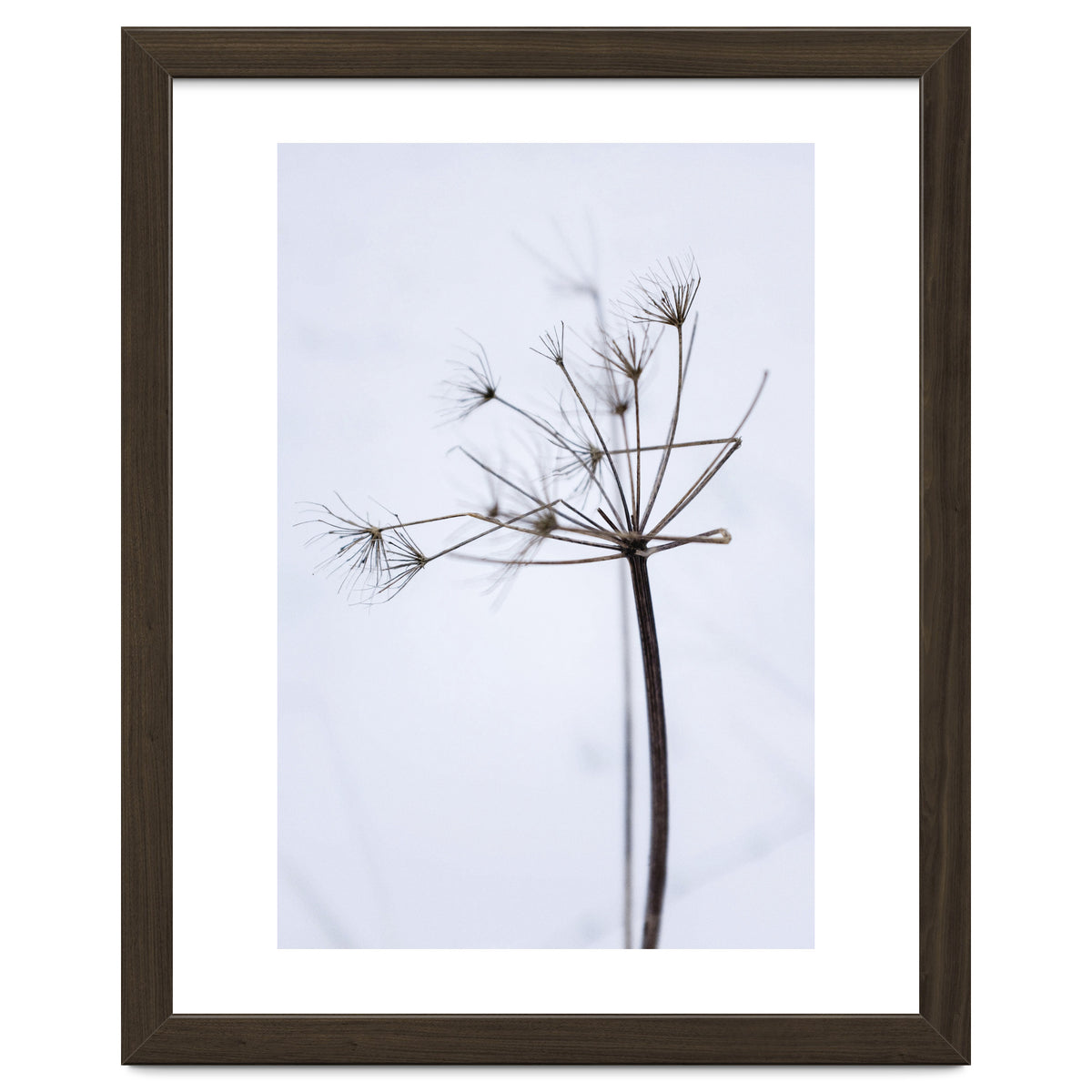 Wildflower in Winter