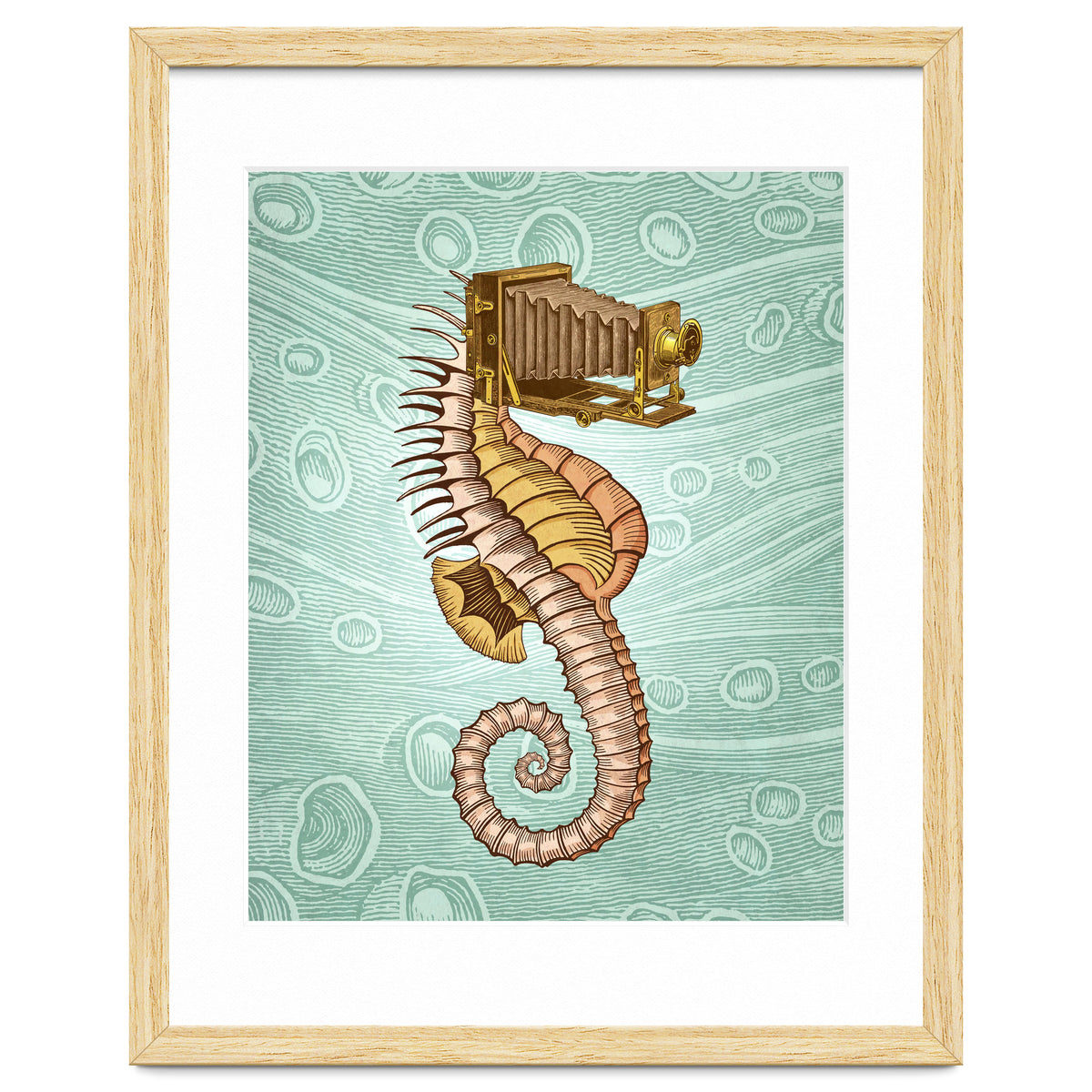 Hippocampus Camerarum