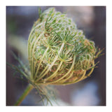 Seed head (Print Only) thumbnail
