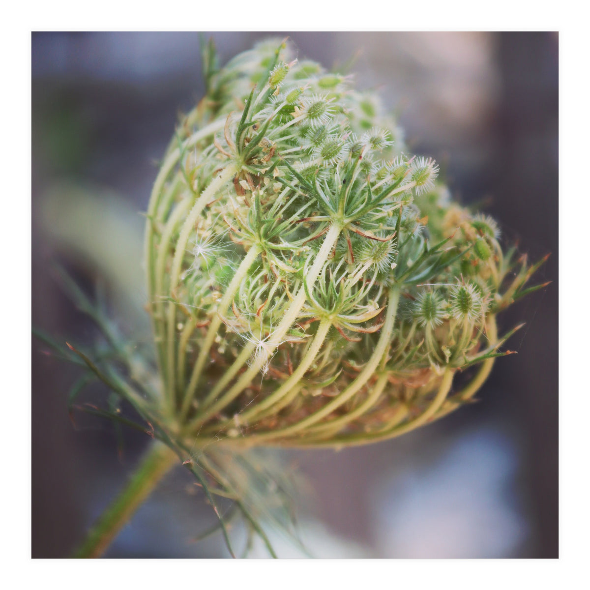 Seed head (Print Only)