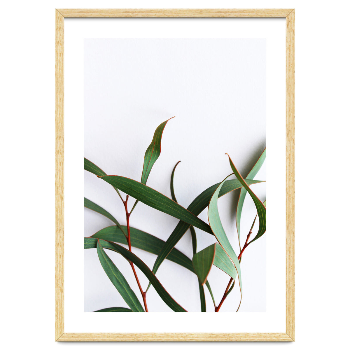 Green Eucalyptus leaves
