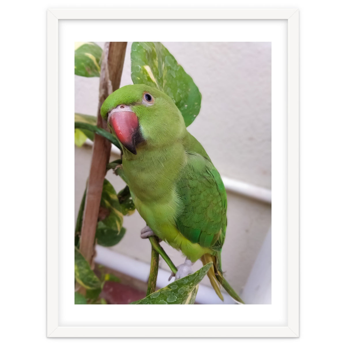Posing Indian Parrot