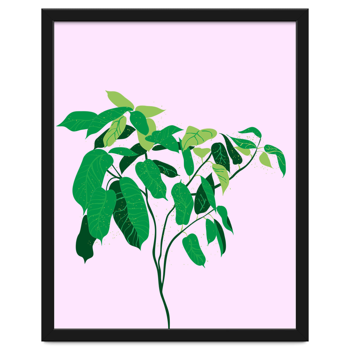 Ficus on Pink Background