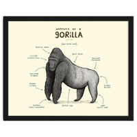 Anatomy of a Gorilla