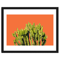 Bold Cactus