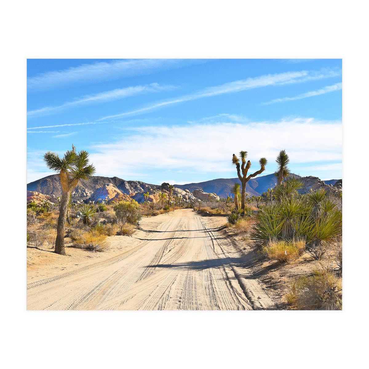 Joshua Tree II (Print Only)