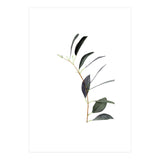 Untitled #14 - Eucalyptus (Print Only) thumbnail