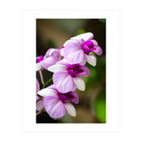 Orchidee (Print Only) thumbnail