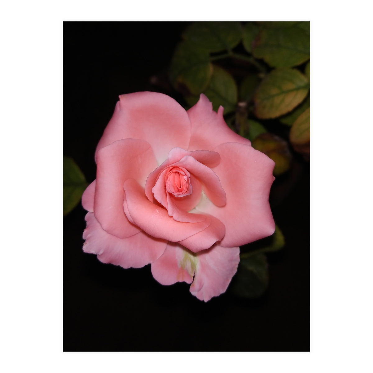 Pink Rose Floral (Print Only)